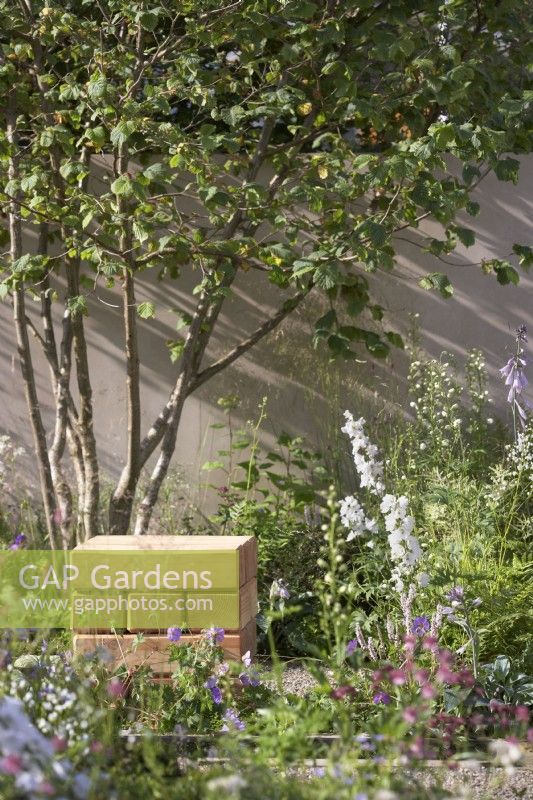 The Communication Garden. Designer: Amelia Bouquet. Wooden cube seat by border containing Corylus avellana tree and Delphinium 'Guardian White'.  RHS Hampton Court Palace Festival 2021