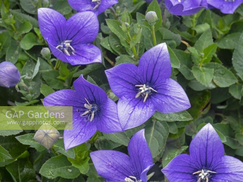  Platycodon grandiflorus - balloon flower