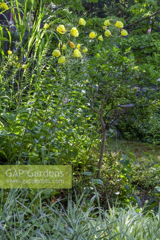 Oenothera biennis, Chinese reed and Japanese sedge in the natural part of the garden