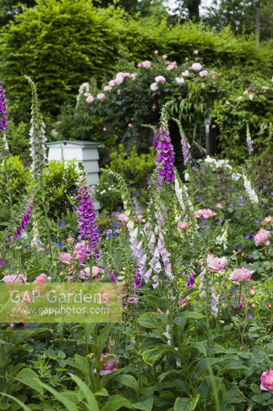 View of garden in summer with foxgloves, Rosa  'Boscobel' and a beehive June