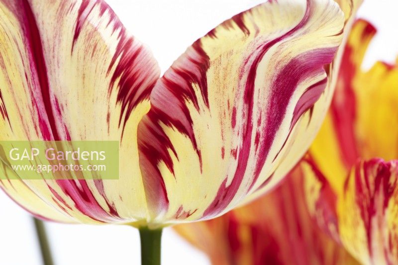 Tulipa 'Saskia' - Historical Rembrandt Tulip dating from 1958