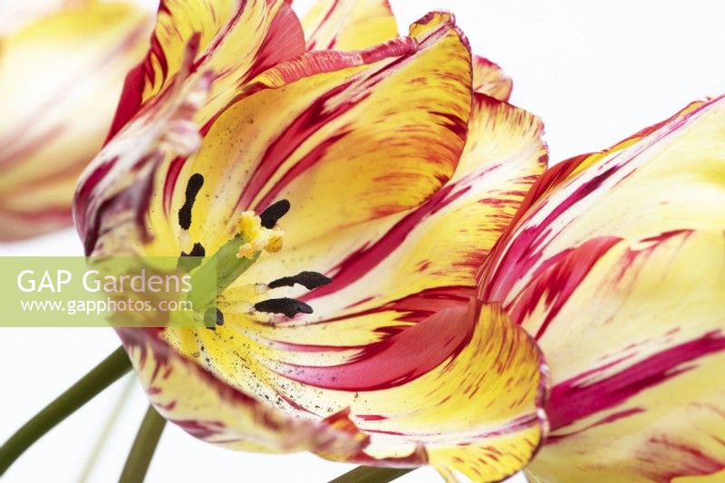 Tulipa 'Saskia' - Historical Rembrandt Tulip dating from 1958