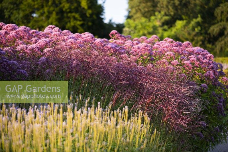 Miscanthus sinensis 'Ferner Osten' and Eupatorium maculatum Atropurpureum Group 'Purple Bush'