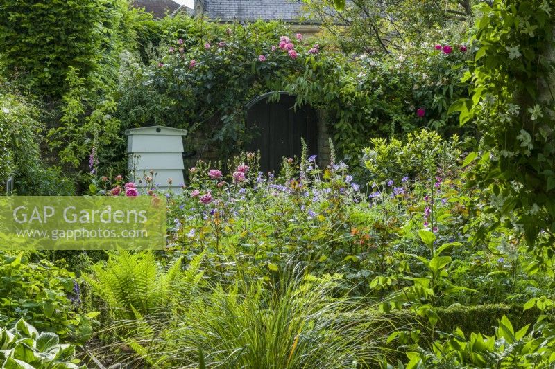 Secluded town garden with beehive surrounded by Rosa 'Boscobel', climbing roses, Geranium 'Brookside' and foxgloves. June
