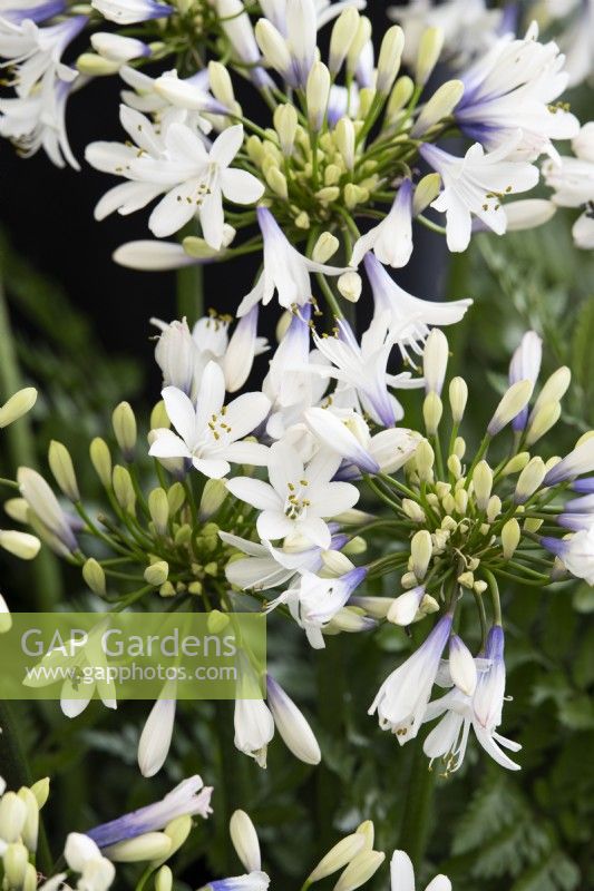 Agapanthus Twister - African Lily