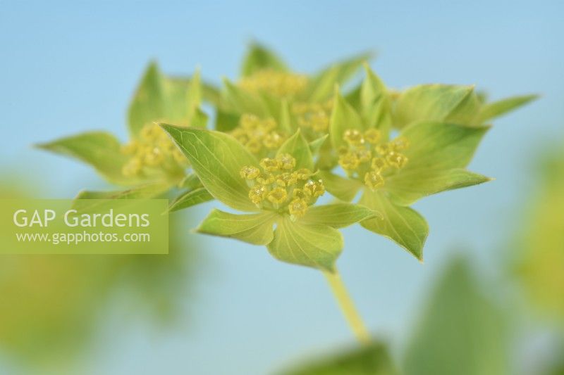 Bupleurum rotundifolium  'Green Gold'  Thorow wax  Hare's ear  August
