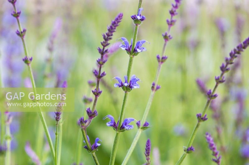 Salvia x sylvestris 'Dear Anja',  June, Sage