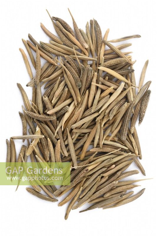 Tragopogon porrifolius  'Sandwich Island'  Salsify Oyster root  Seeds  October
