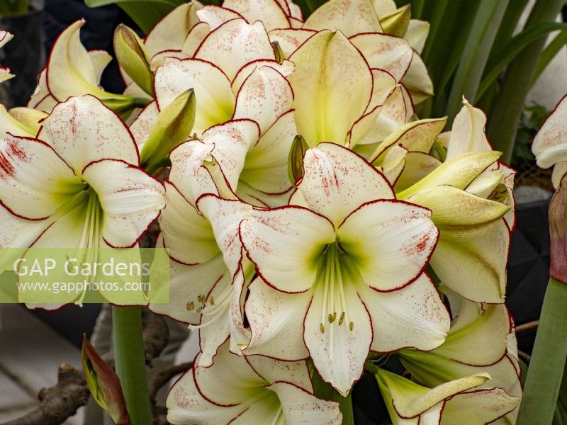 Hippeastrum 'Picasso' at Floriade Expo 2022 International Horticultural Exhibition Almere Netherlands