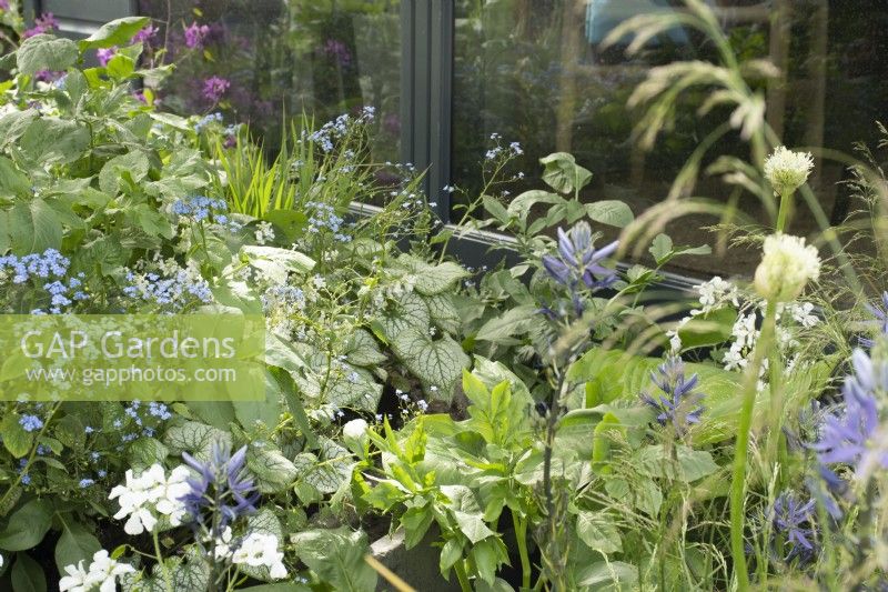 Blue and white themed borders in 'The Vitamin G'  Feature Garden at RHS Malvern Spring Festival 2022 - Designer Alan Williams