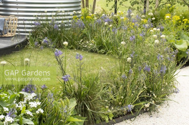 Blue and white themed borders in 'The Vitamin G'  Feature Garden at RHS Malvern Spring Festival 2022 - Designer Alan Williams