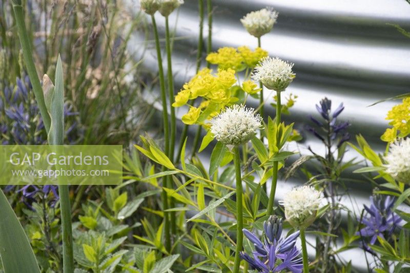 Allium nigrum in 'The Vitamin G' Feature Garden at RHS Malvern Spring Festival 2022 - Designer Alan Williams