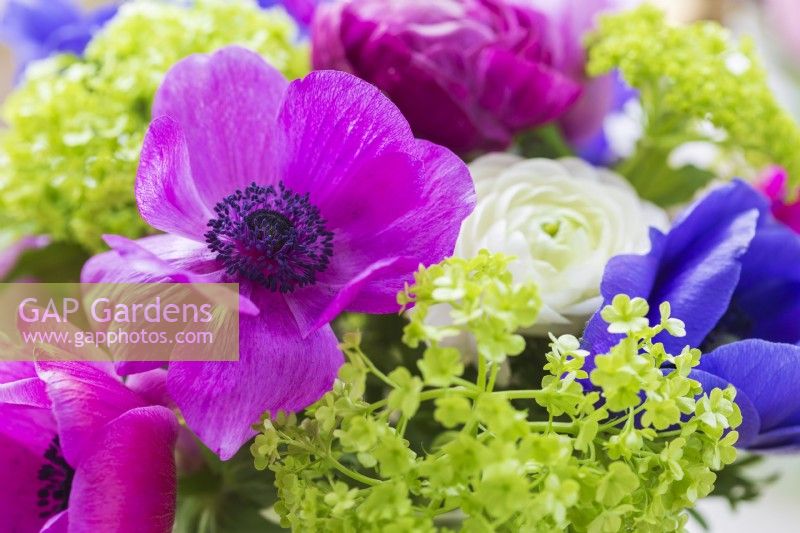 Spring Cut Flowers with Pink Anemone coronaria flowering in March.