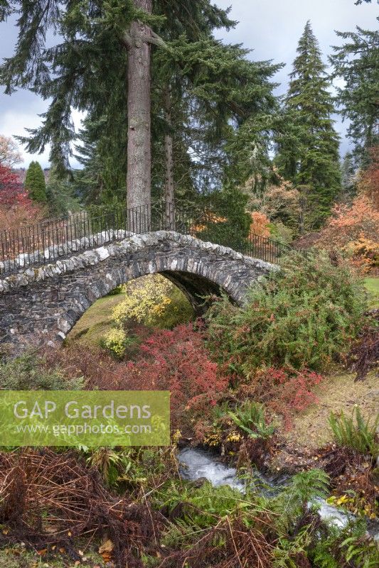 The Swiss Bridge  and  Scrape Burn at Dawyck Botanic Garden