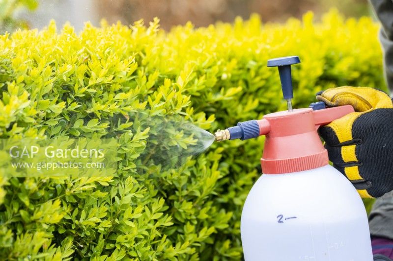 Woman spraying box hedge with bug killer