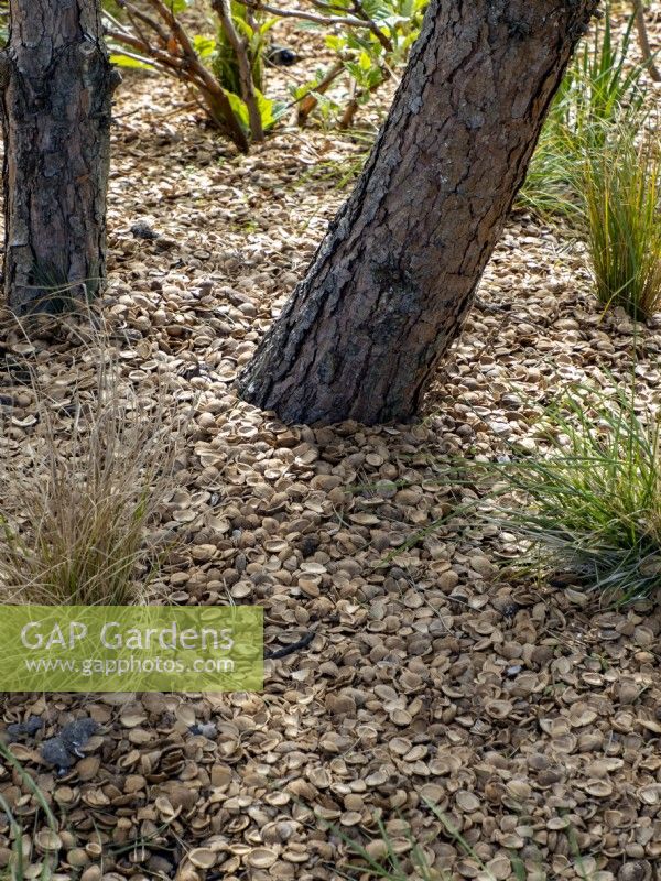 Europarcs Garden Floriade Expo 2022 International Horticultural Exhibition Almere Netherlands. All beds and pathways mulch with a variety of nut shells. Mature Pinus - pine trees mulch with hazelnut shells