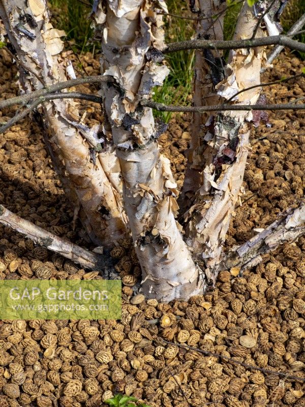 Europarcs Garden Floriade Expo 2022 International Horticultural Exhibition Almere Netherlands. All beds and pathways mulch with a variety of nut shells. Flaking multi-stemmed white Betula birch tree with almond nut shell mulch