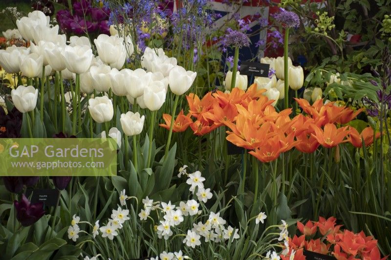 Avon Bulbs Tulip display in the Floral Marquee at the RHS Malvern Spring Festival 2022 - Gold Medal winner