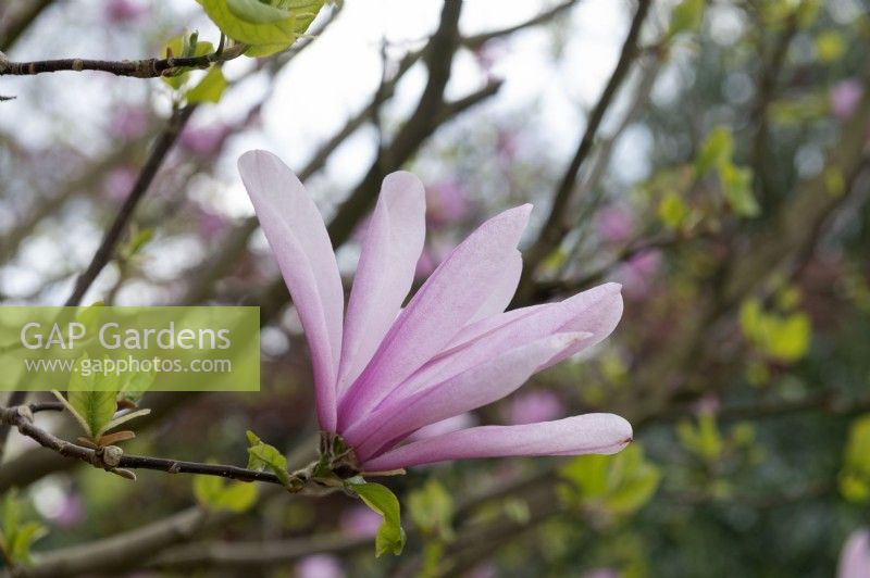 Magnolia 'Galaxy' 