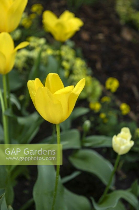 Tulipa 'Yellow Springgreen' tulip