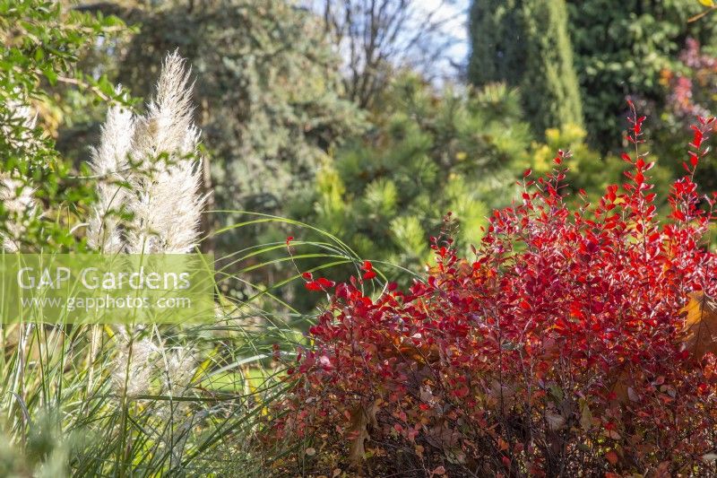 Cortaderia selloana 'Pumila' with Berberis thunbergii f. atropurpurea 'Dart's Red Lady' - November

Foggy Bottom, The Bressingham Gardens, Norfolk, designed by Adrian Bloom