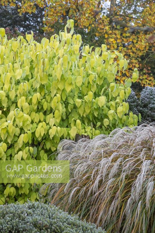 Cornus sericea subsp. occidentalis 'Sunshine' with Miscanthus sinensis 'Kaskade' - November 

Foggy Bottom, The Bressingham Gardens, Norfolk, designed by Adrian Bloom