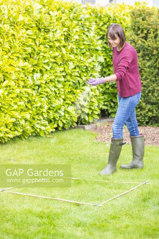 Woman spreading thirty grams of granular fertiliser in the meter square as per instructions on the box
