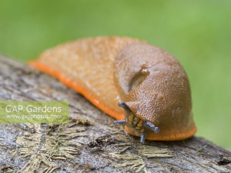 Arion ater - Large black slug orange form