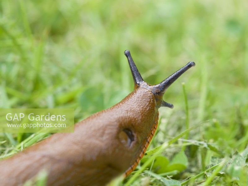 Arion ater - Large black slug orange form