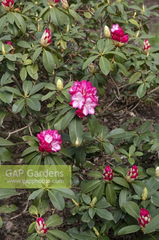 Rhododendron 'XXL' buds