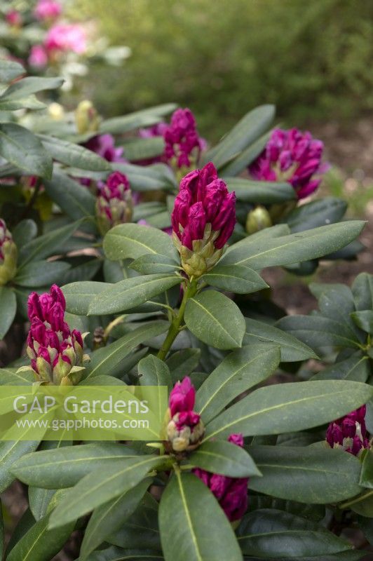 Rhododendron 'Cosmopolitan' buds