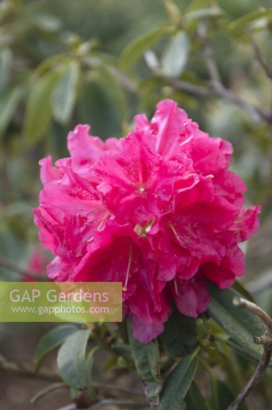 Rhododendron 'Unknown Warrior'