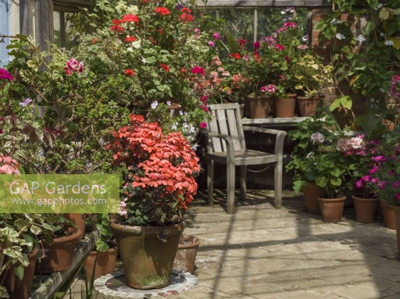 Pelargonium 'Red Gables' with others in greenhouse