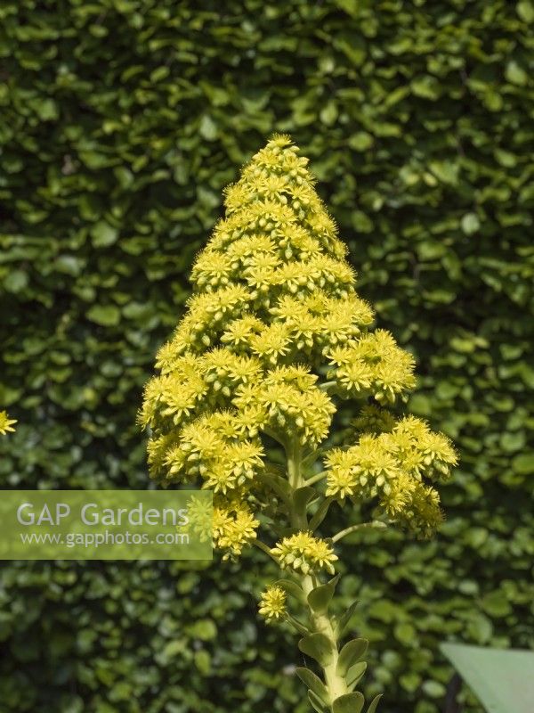 Aeonium arboreum - Flowers of Houseleek