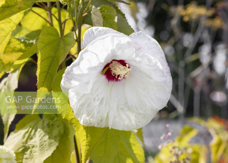 Hibiscus moscheutos, autumn October