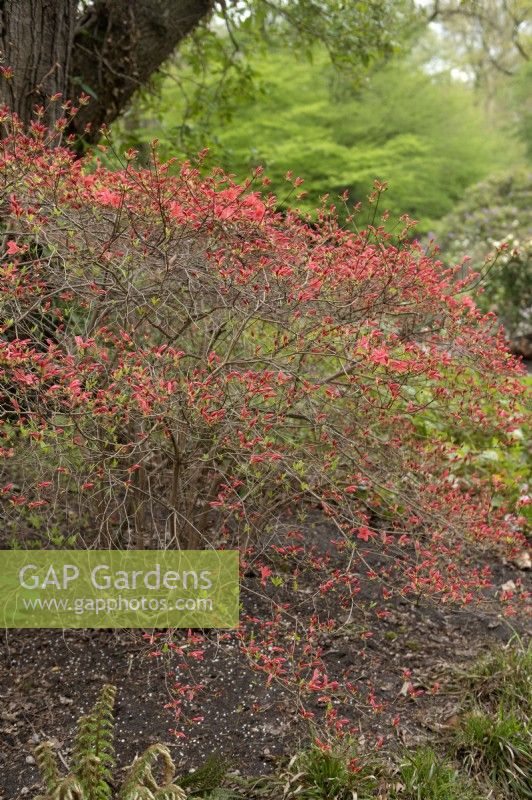 Rhododendron kaempferi 'Highlight' buds