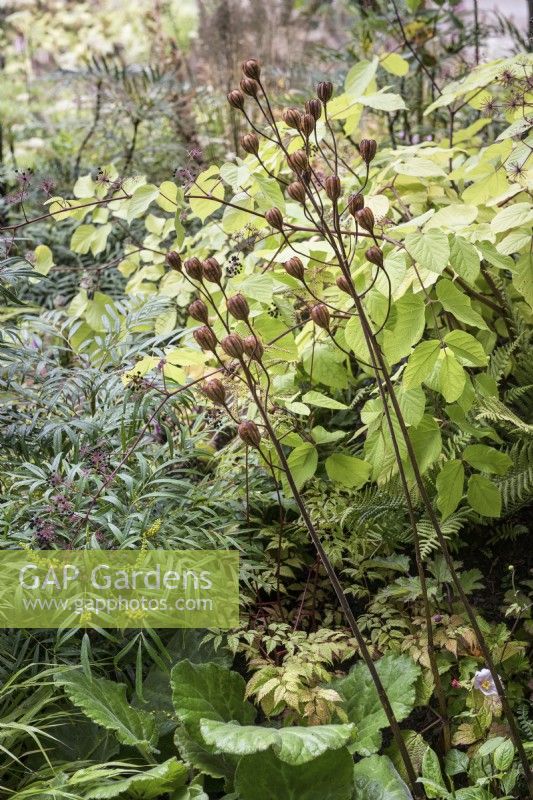 Planting combination with Lilium seedheads, Mahonia, Bergenia, Anemone and Aralia the M&G Garden at RHS Chelsea Flower Show 2021

Design: Charlotte Harris and Hugo Bugg