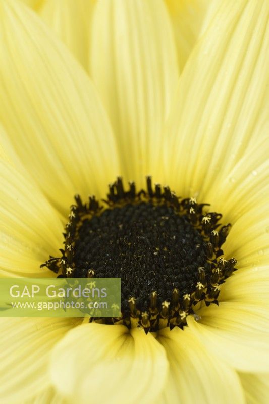 Helianthus debilis  'Vanilla Ice'  Cucumberleaf sunflower  Beach sunflower  August
