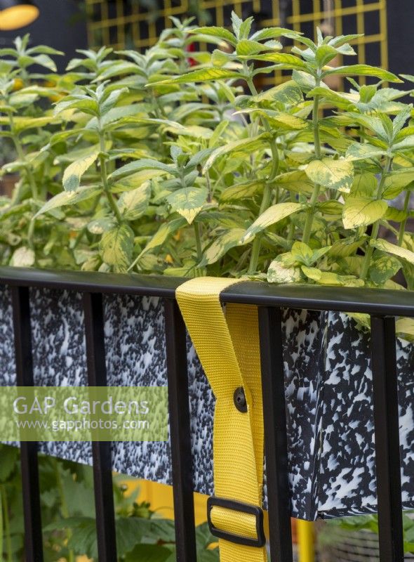 Recycled plastic planter growing Salvia officinalis in the Potting Balcony Garden with colourful straps holding planter to railings.