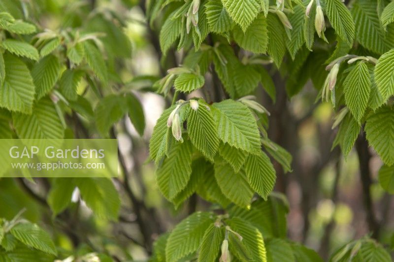 Carpinus betulus, 'Fastigiata Monument' European hornbeam