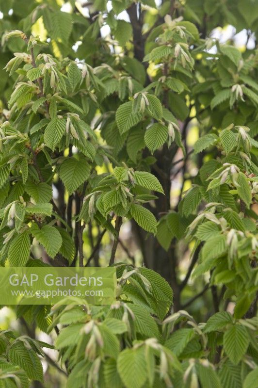 Carpinus betulus, 'Fastigiata Monument' European hornbeam