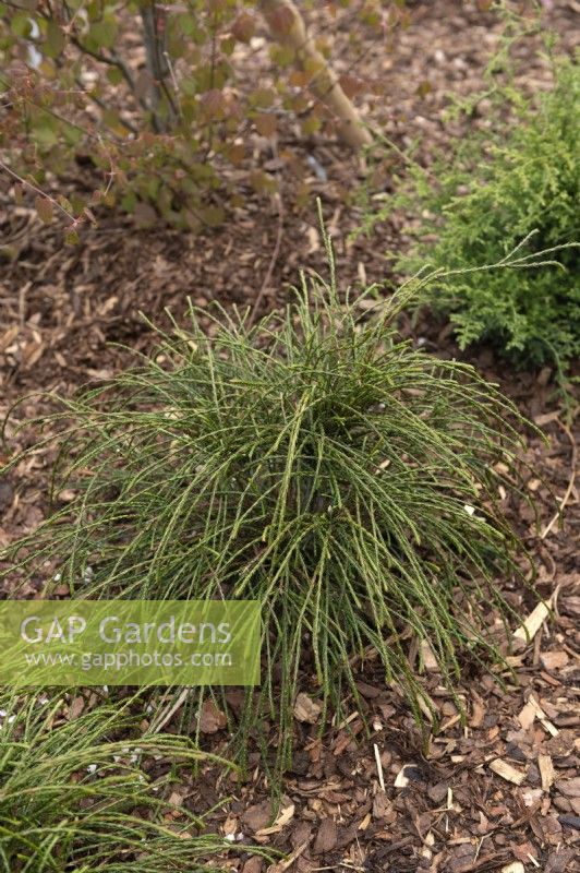 Thuja Plicata 'Whipcord'