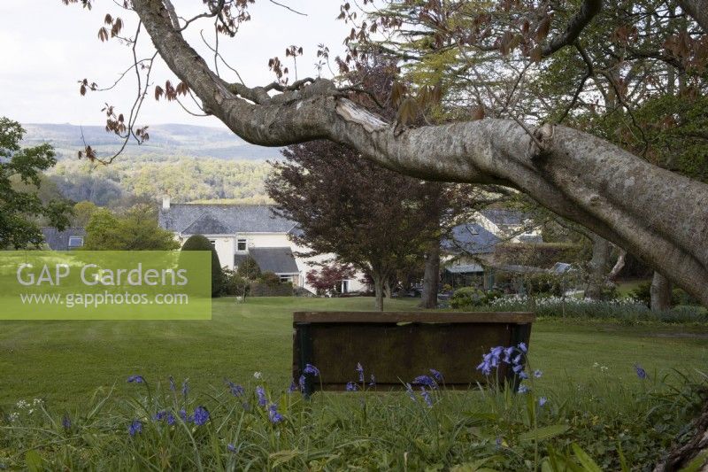 A bench with a view overlooks the garden with far reaching views to Dartmoor. The bench sits beneath a big branch of an Indian horse chestnut tree. Whitstone Farm. NGS garden, Devon. Spring. 