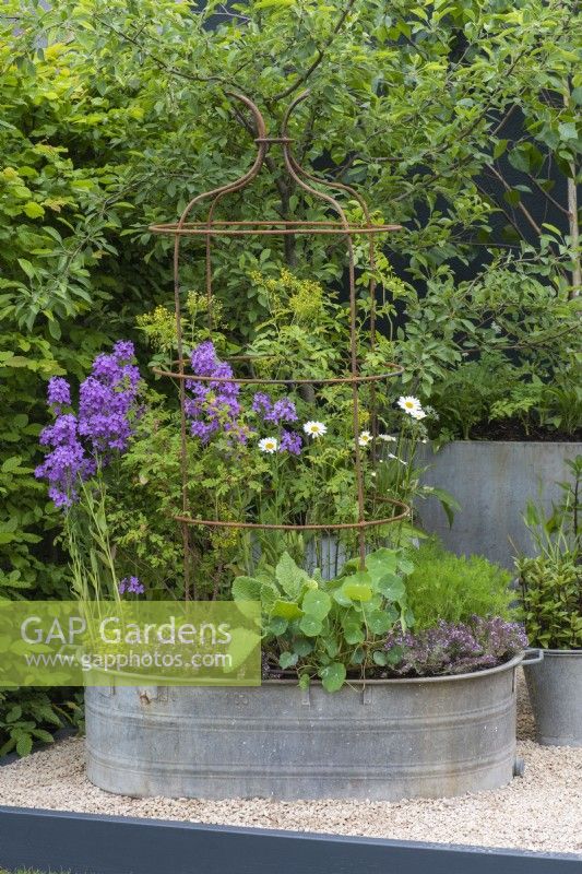 A metal container is planted with herbs, purple honesty and ox-eye daisies.
