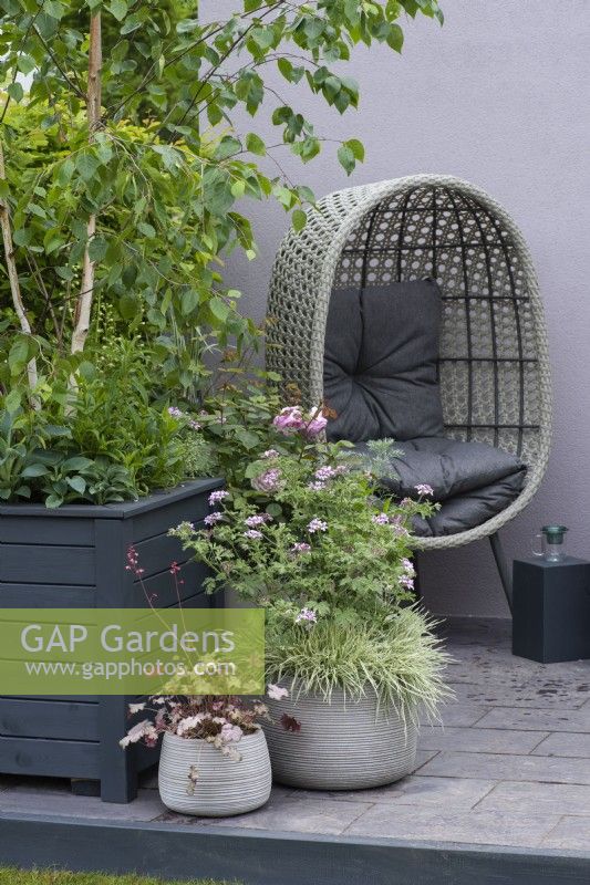 Grey pots planted with Pelargonium 'Grey Lady Plymouth' above Holcus mollis 'Albovariegatus', and Heuchera 'Pinky Panky'. Designer: Nikki Hollier.