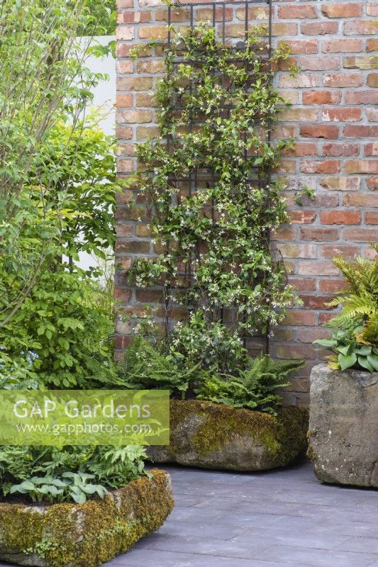 An old stone trough is planted with ferns below star jasmine, Trachelospermum jasminoides, traied up the brick wall.