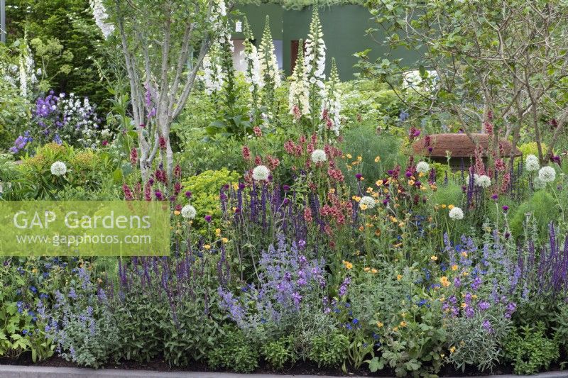 Herbaceous border filled with plants to attract pollinators, such as foxgloves, alliums, salvias, catmint, geums, verbascum, cirsium and erysimum.