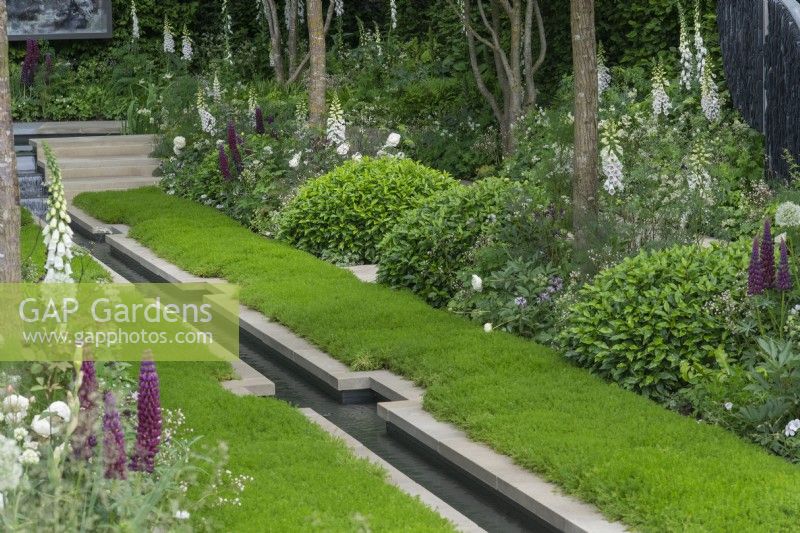 A central rill runs through camomile lawns edged in borders of white foxgloves, alliums, peonies, with pink lupins.