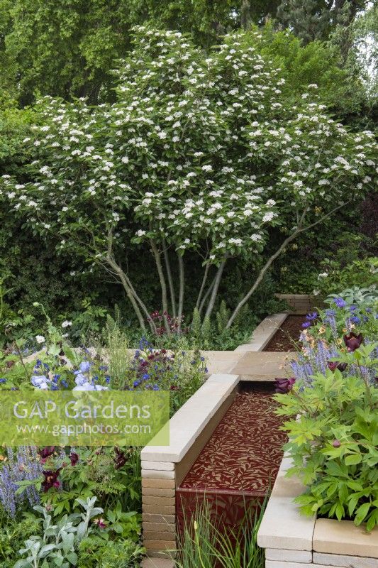 Crataegus x lavalleei, a multi-stemmed hybrid cockspur thorn 'Carrierei', overshadow herbacous beds and a rill.