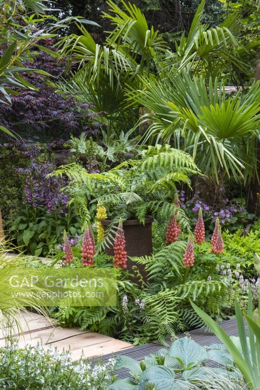 A small tree fern, Dicksonia antarctica, is raised in a chimney pot, and surrounded in ferns, tiarella and Lupinus 'Terracotta'. Behind, a purple-leaved maple and Chusan palm.